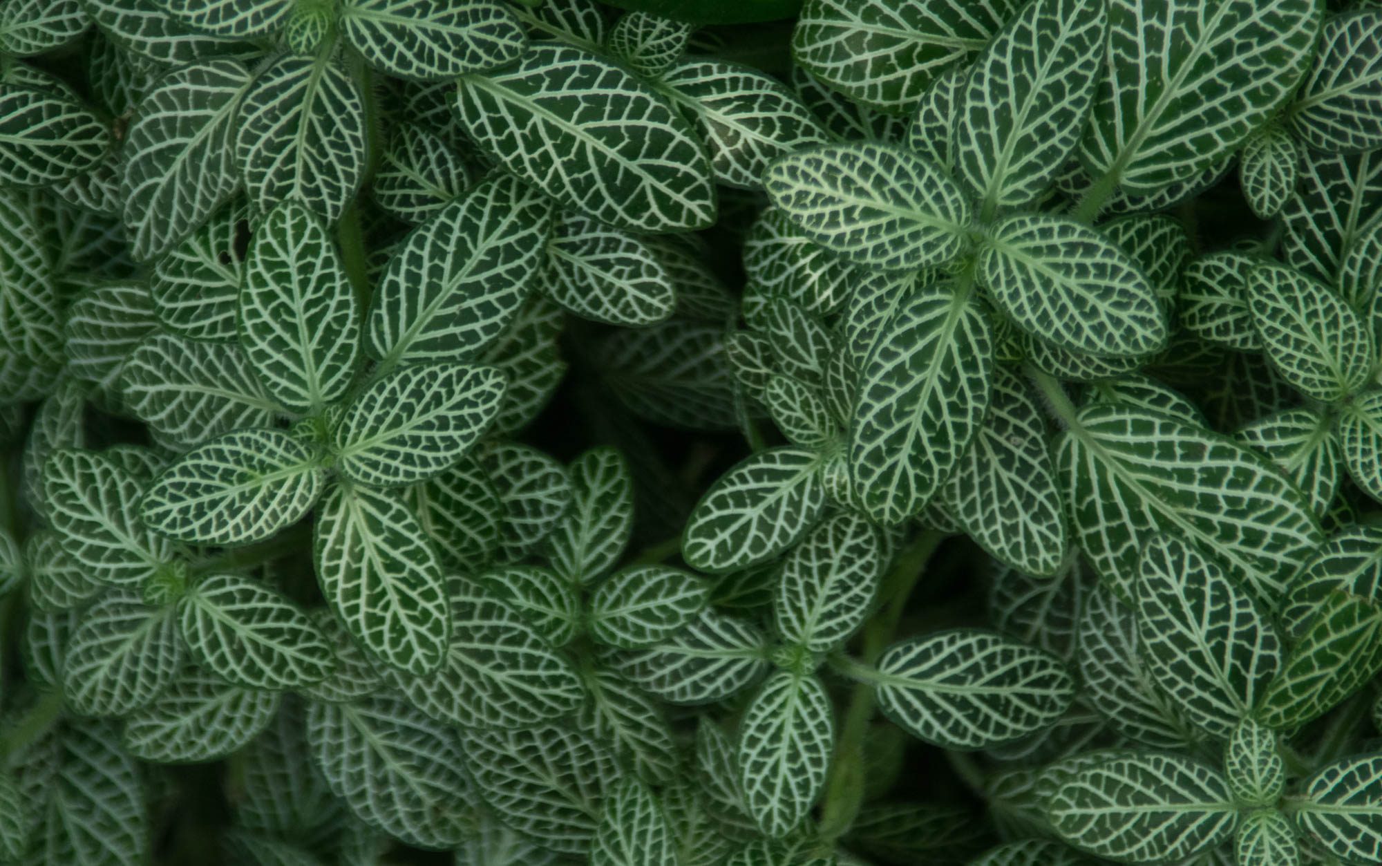 British Columbia Moments